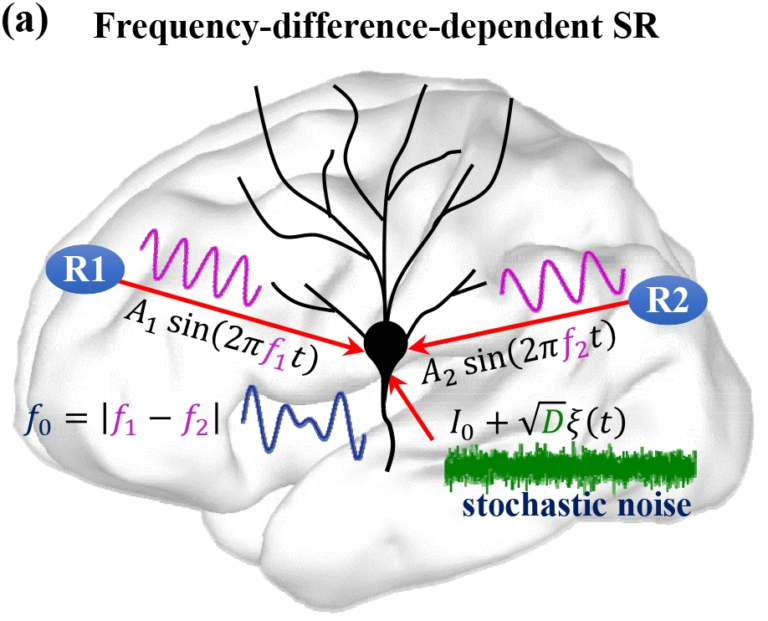 Stochastic Neural Dynamics